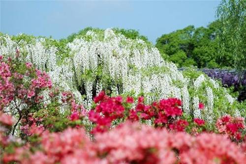 http://vzone.vn/Resources/2010_09_07/32876/Beautiful-Ashikaga-flower-park-2.jpg