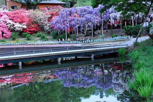 http://vzone.vn/Resources/2010_09_07/32876/Beautiful-Ashikaga-flower-park-3.jpg