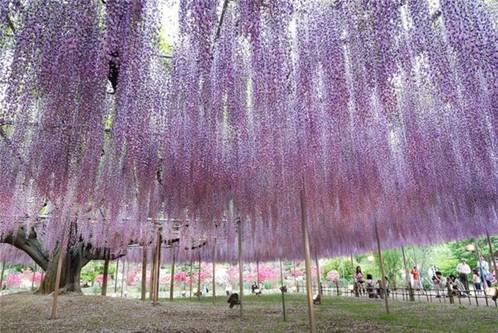 http://vzone.vn/Resources/2010_09_07/32876/Beautiful-Ashikaga-flower-park-4.jpg