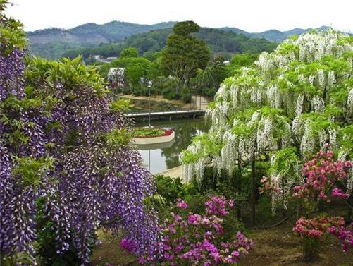 http://vzone.vn/Resources/2010_09_07/32876/Beautiful-Ashikaga-flower-park-.jpg